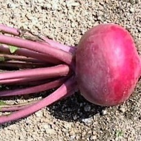 Kvaka, semená kvaky, červená kvaka, kvaka žltá, semená zeleniny, semená,